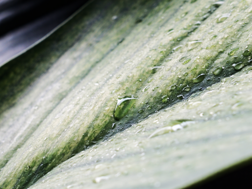 ミストした液体肥料がスパティフィラムの葉に載っている様子