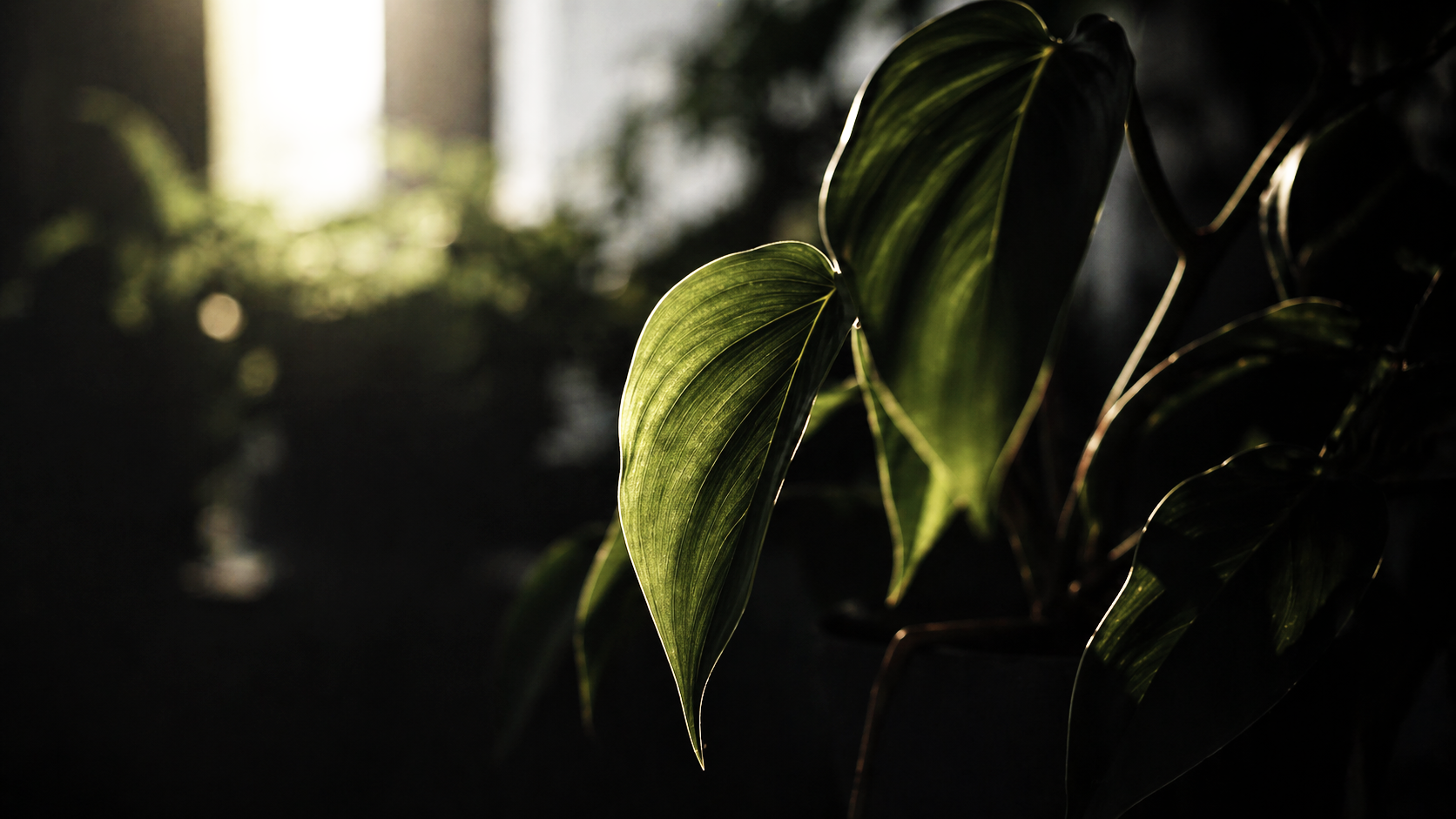 光を受ける観葉植物の葉と静かな室内風景