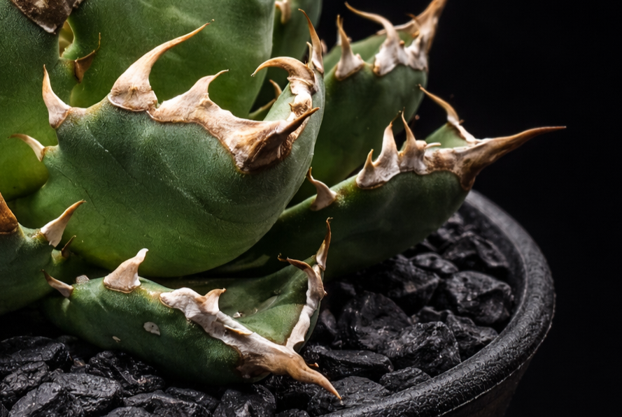 アガベ チタノタ 姫厳竜の鋸歯のアップ画像