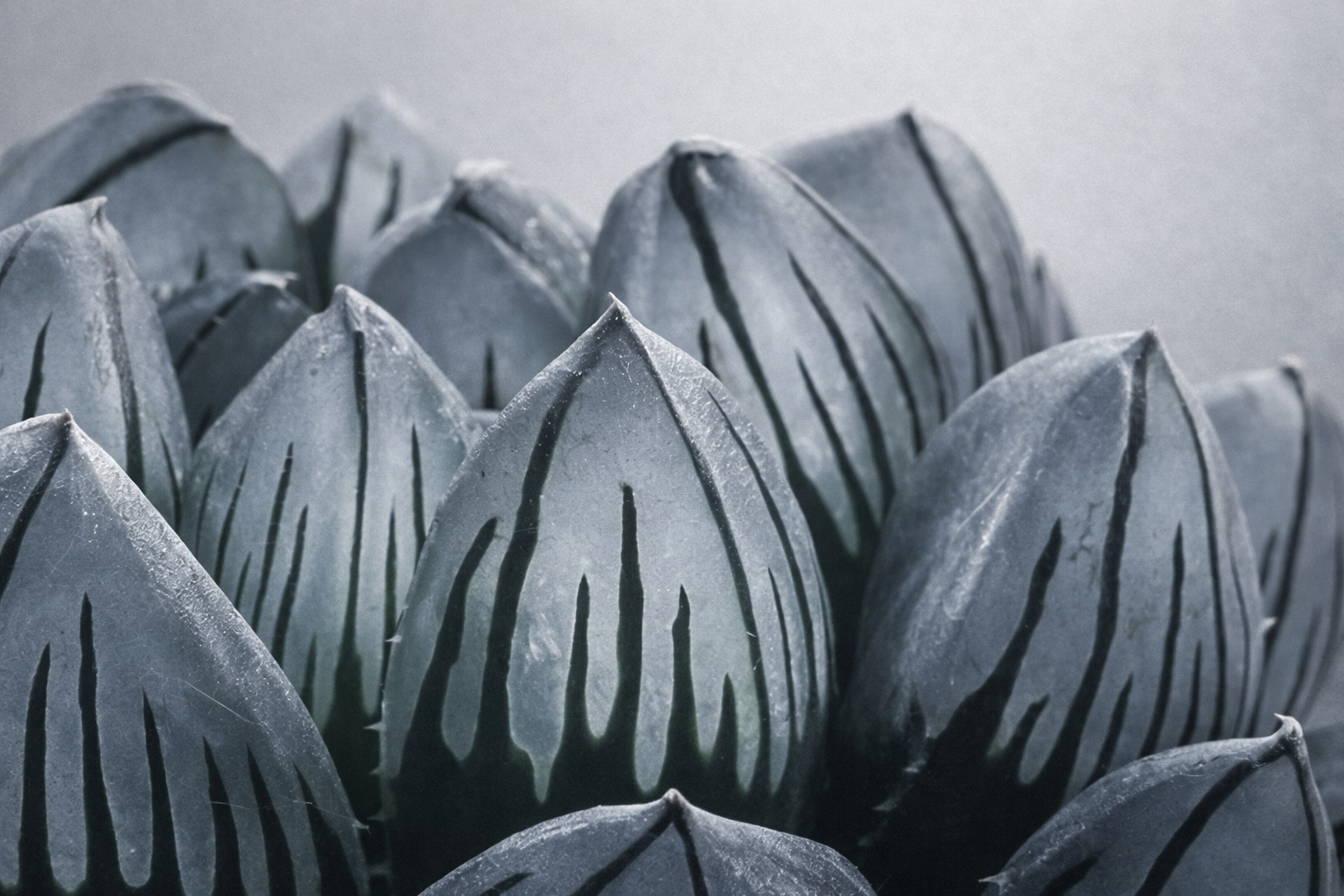 ハオルチア ブラックオブツーサの窓の拡大画像