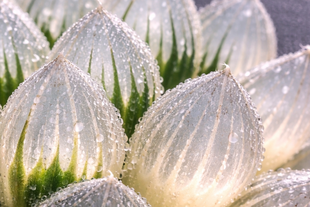 ハオフォリアがハオルチアブラックオブツーサ錦の窓にかかっている様子