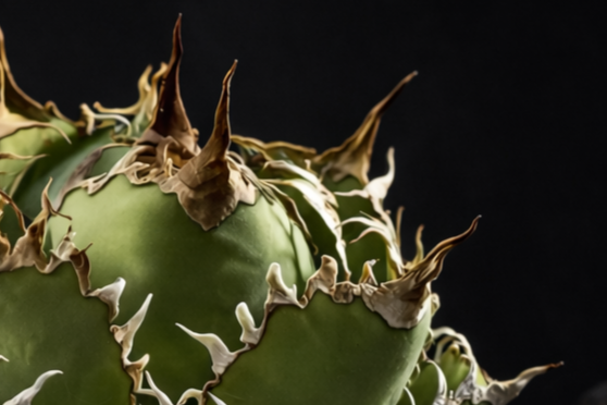 アガベ チタノタ フィリグリーの鋸歯の拡大画像