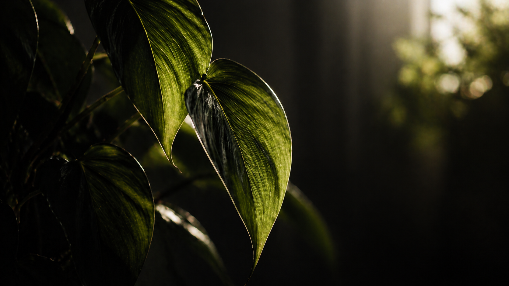 光を受ける観葉植物の葉と静かな室内風景