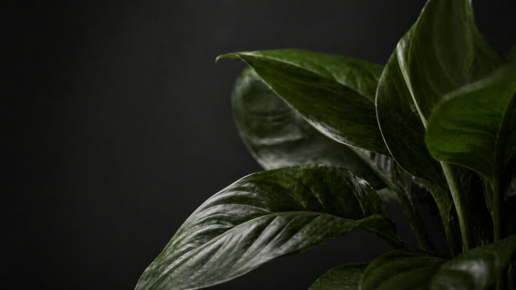 光を受ける観葉植物の葉